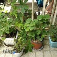 گل فروشی الفا