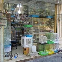 پرنده پر طلایی