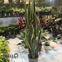 گل و گیاه آپارتمانی میم (پلاک۳۲)