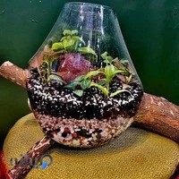 گیاهان آبزی mariene planten