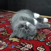 Gharb Veterinary Hospital