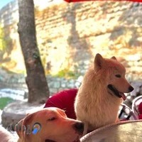 هتل پانسیون سگ داژو