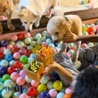 مجموعه پت استار