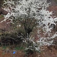 املاک آسمان شهر