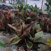 بازار گل فومنات