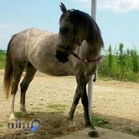 باشگاه سوارکاری خوارزمی فومن