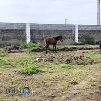 باشگاه سوارکاری کاسپین آمل