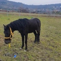 باشگاه سوارکاری نیکان