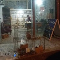 پرنده سرای سنبل طلایی