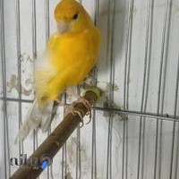 مجموعه پرنده آمل