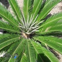 فروشگاه سموم کشاورزی علف های هرز شمال