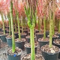 تولیدی گل و گیاه آپارتمانی کیارش چاره ای