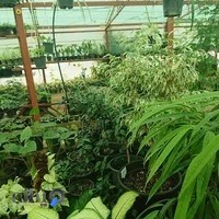 گلخانه گیاهان آپارتمانی