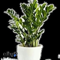 گل و گیاه وارش