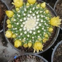 مجتمع گل و گیاه برادران عمرانی