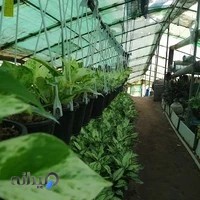 تولیدی گل و گیاه حیدرزاده