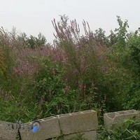 Safari Jamshid خدمات صوتي تصويري صفري