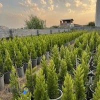 نمایشگاه گل و گیاه باغچه