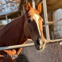 باشگاه سوارکاری ستاره کردان