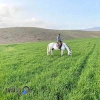 باشگاه سوارکاری نام ونشان مدیریت باشگاه اسبـسواری ارش