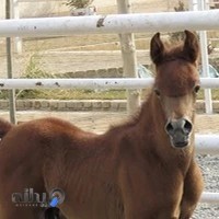 باشگاه پرورش اسب جنانی