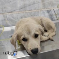 کلینیک دامپزشکی رویان