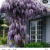 گل و گیاه لسانی