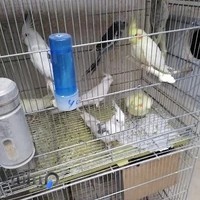 پارک پرندگان