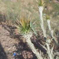 زمین بازی (فوتبال)