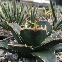 بوستان کاکتوس برادران موحدی