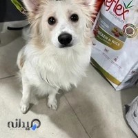 کلینیک دامپزشکی هدهد طالقان