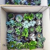 گل و گیاه رُهام