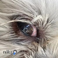 کلینیک دامپزشکی نگاه