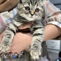 بیمارستان تخصصی دامپزشکی اکسیژن