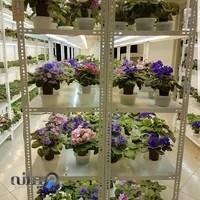 گلخانه تخصصی پایاویولا