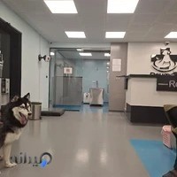 بیمارستان دامپزشکی پیمان Peyman pet hospital