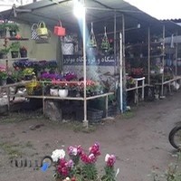 گل و گیاه آرتین