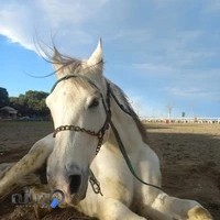 باشگاه سوارکاری و آکادمی چوگان رخش