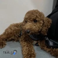 بیمارستان دامپزشکی دکتر اشرف