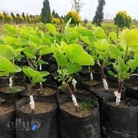 نهالستان تالش (قادرپناه)