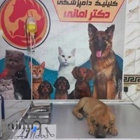 کلنیک دامپزشکی دکتر امانی