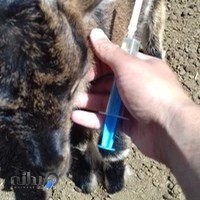 کلینیک دامپزشکی دکتر آرمان شفقت