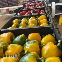 بازرگانی امیر (بازرگانی پیروی)