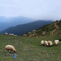 قصابی و کبابی آبشار