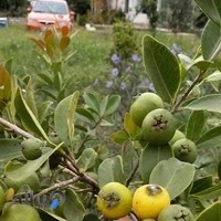 باغچه گل و گیاه محرابی