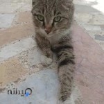 داروخانه دامپزشکی و پت شاپ دکتر سالاری