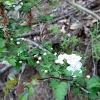 عطاری وتوزیع بذر وداروهای گیاهی غفور کاظمی