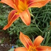 گل فروشی محمد