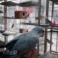 پرنده فروشی ملادو