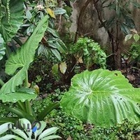 دفتر خانه ۲۱ صومعه سرا